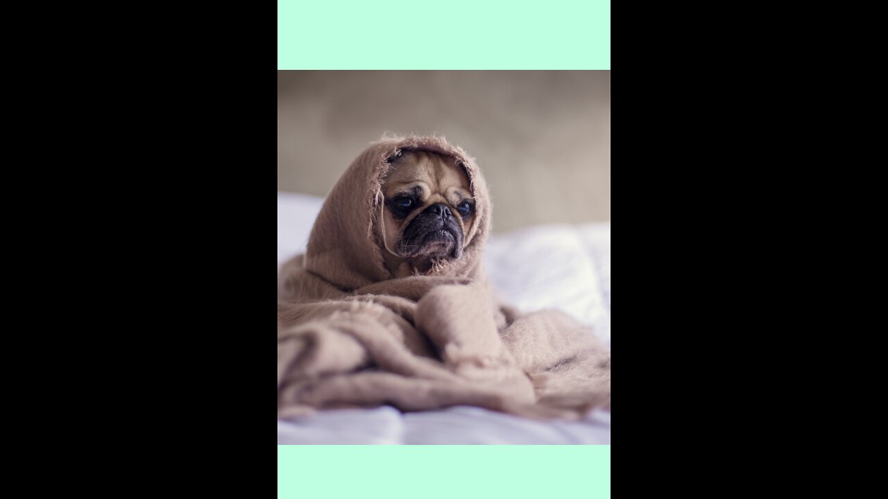 Top 10 Most Popular Dog & Puppy Names in 2019 For Boys & Girls