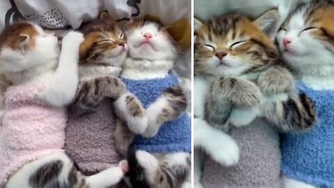 Three Cute Kittens Will Makes Your Day Happy