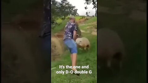 It's the one and only D-O double G...is it sheep or goat edition?