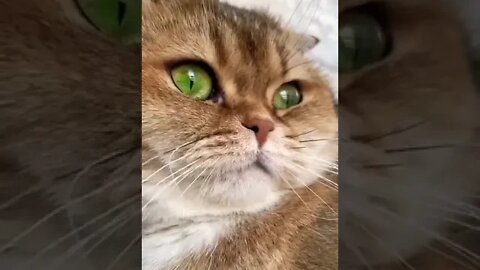 Best cat in your area❤️❤️ #shorts #shortsfeed #clips #shortvideo