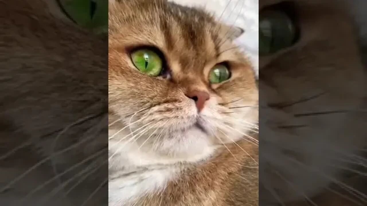 Best cat in your area❤️❤️ #shorts #shortsfeed #clips #shortvideo