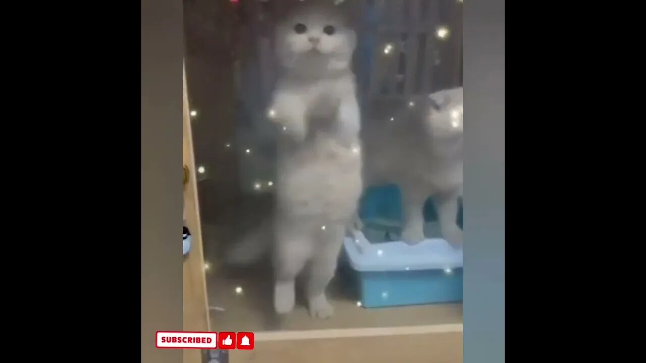 cute cat videos 😹 funny videos 😂1627