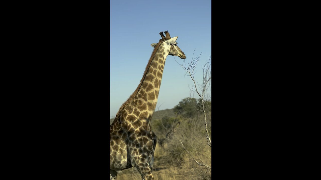 A beautiful Zarafa In Kruger National park South Africa