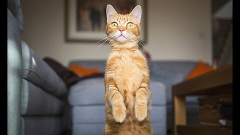 How Cats React When Seeing Stranger 1st Time - Running or Being Friendly 10? | Viral Cat
