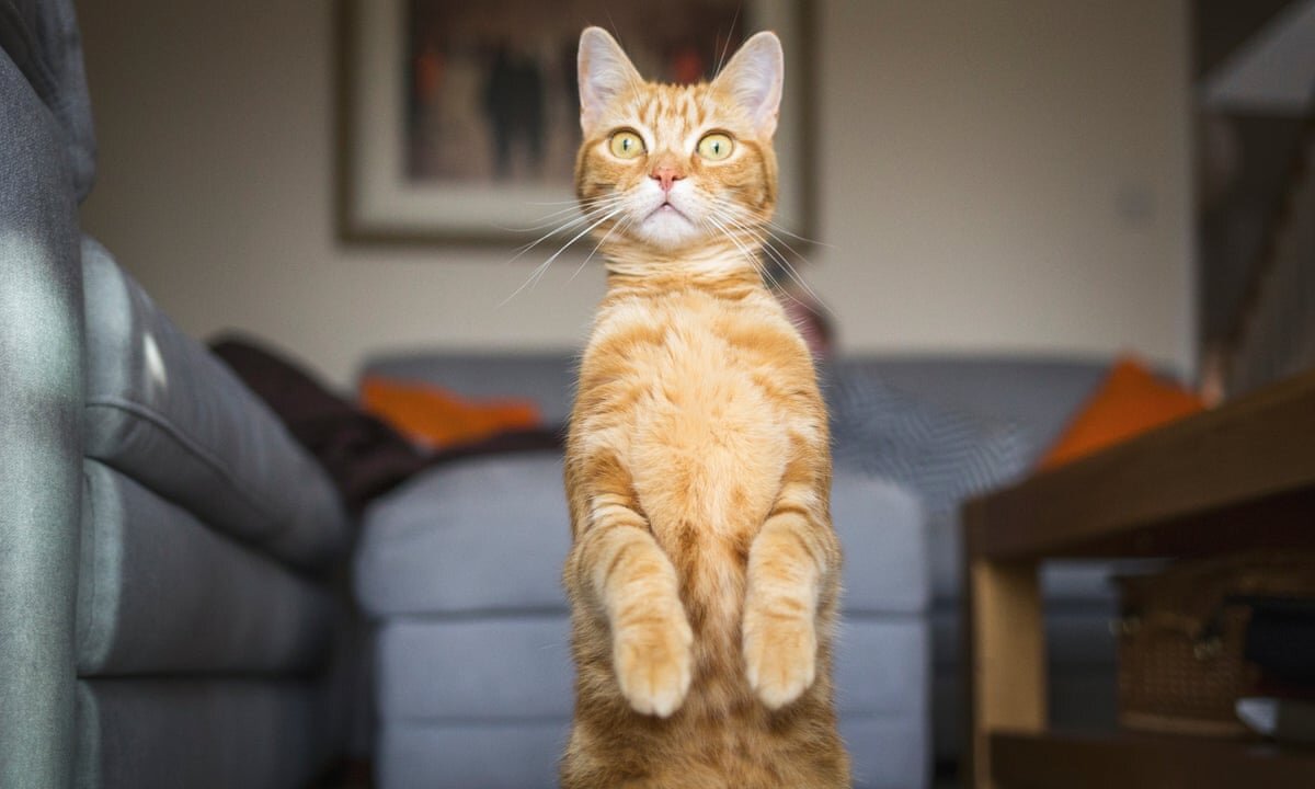 How Cats React When Seeing Stranger 1st Time - Running or Being Friendly 10? | Viral Cat