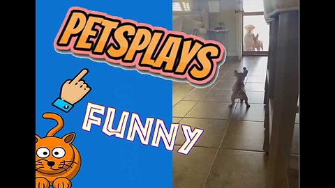 funny compilation: Pets reacting to their reflections in the mirror!