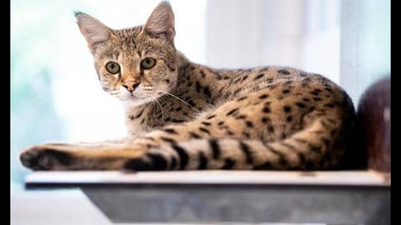 Savannah Splendor: The World’s Most Expensive and Largest Cat Breed!