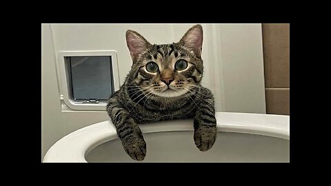 Funny animals - Funny cats dogs - Funny animal videos