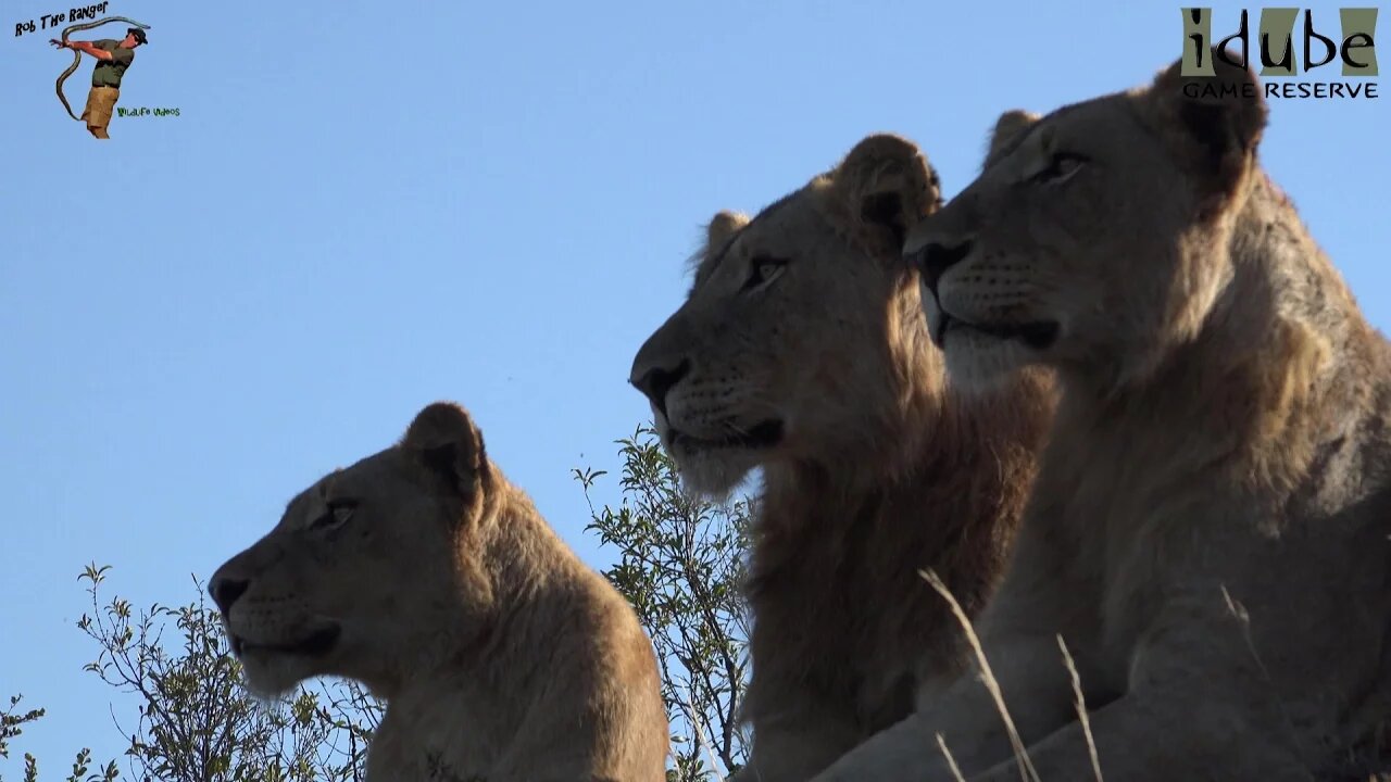 Mapogo Bloodline Watch A Buffalo Herd