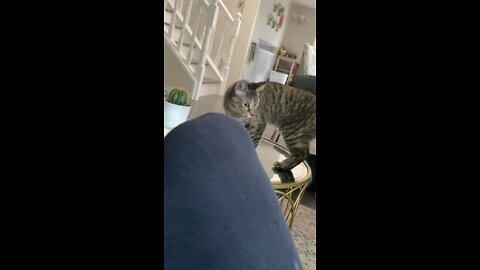 Cute Cat Plays With Toy