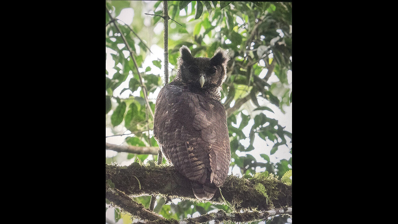 ~The Illuminati And The Owl~