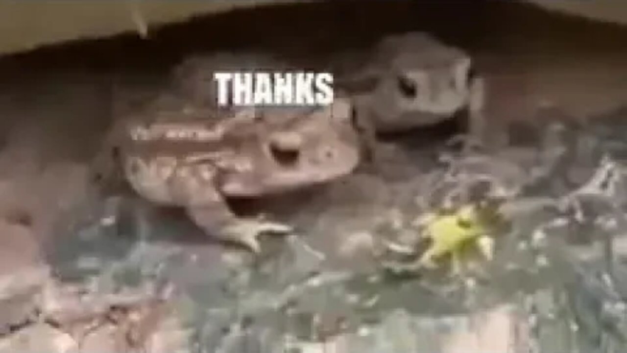 Самое эпичное видео за сегодня