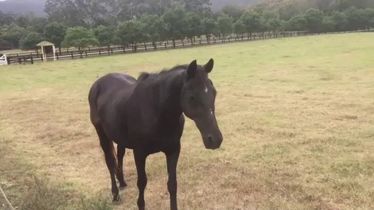 Penny following (stalking) me along the fence. Some clouds in the sky, hope it rains.