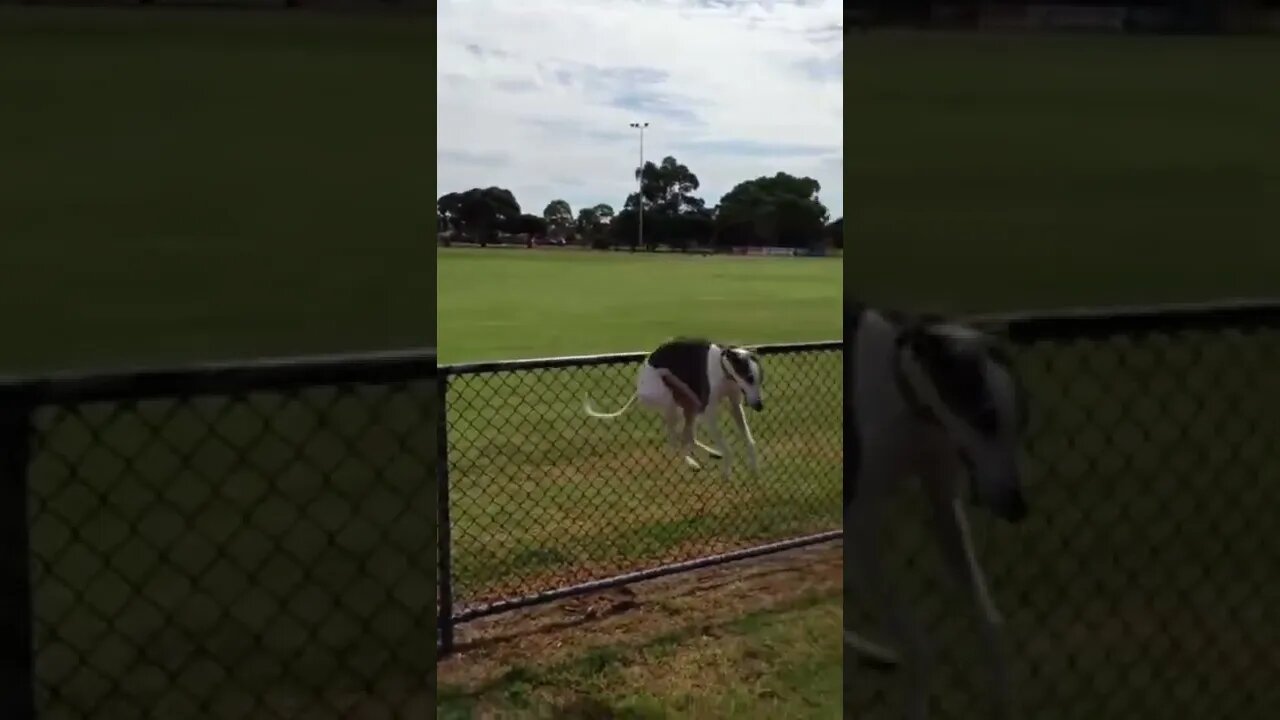 Wee😂 #foryou #foryoupage #funny #viral #wee #animals #funnyvideo #fypage #funnyanimals #fyp