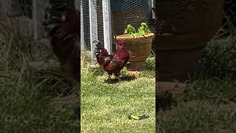 Beautiful Mean Rooster is out of pen