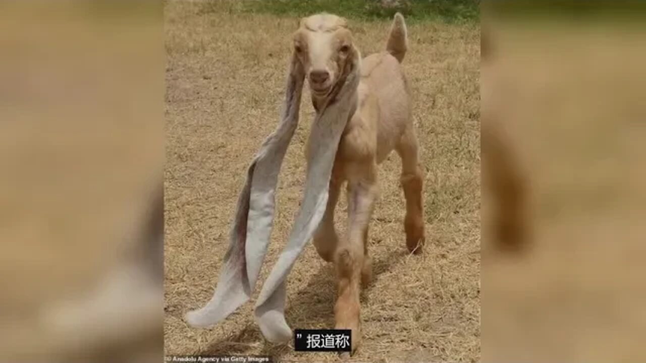 世界上耳朵最长的山羊!耳朵长达48厘米,走路时拖到地上
