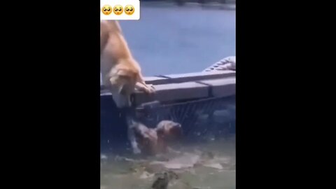 Dog saved puppy 😲😲😲