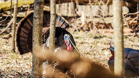 Seven Shells Later ~ Spring Turkey Hunting