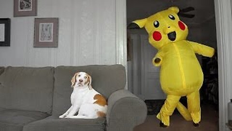 Dog Surprised by Dancing Pokemon: Cute Dog Maymo