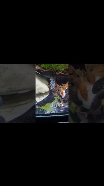 Bristlenose fry Grow out tank - Feeding them Button Mushrooms