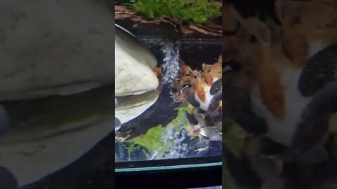 Bristlenose fry Grow out tank - Feeding them Button Mushrooms