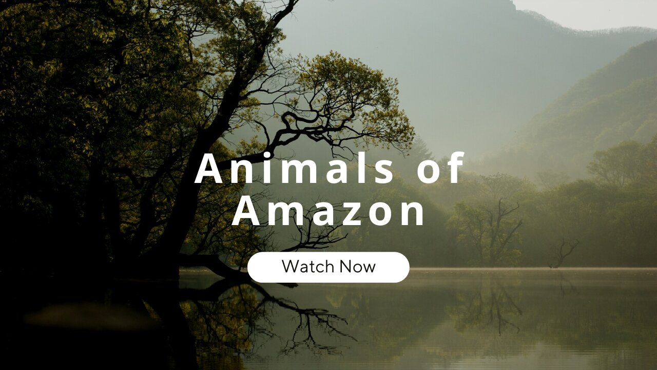 Animals of Amazon 4K Part 1 - A Breathtaking Wildlife Adventure