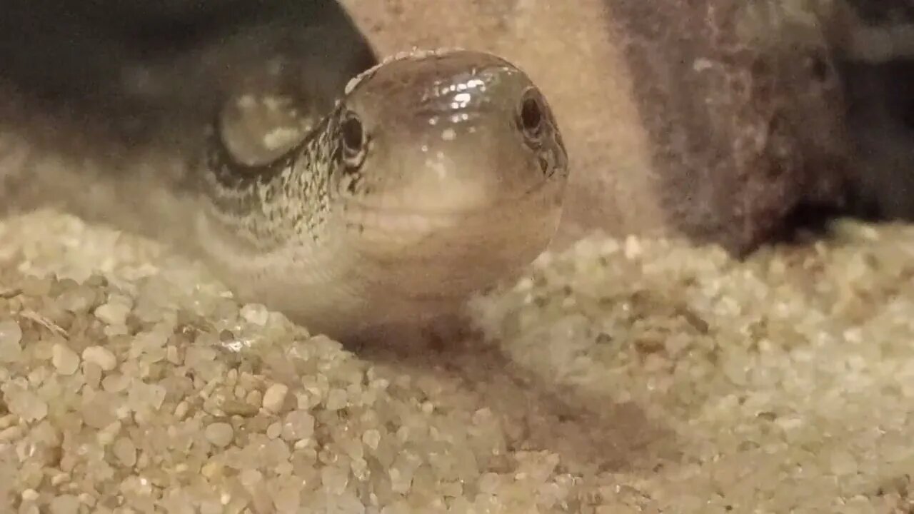 LARRY THE LEGLESS LIZARD ONE YEAR AGO (10/28/22) 🎶