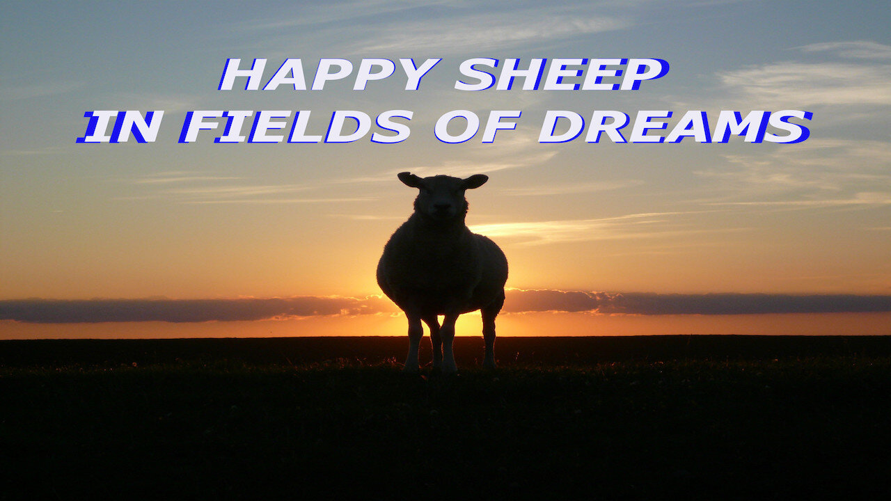 HAPPY SHEEP IN FIELDS OF DREAMS