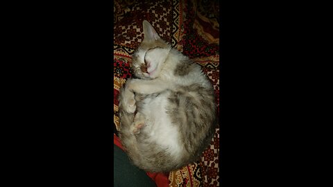 my cute cat