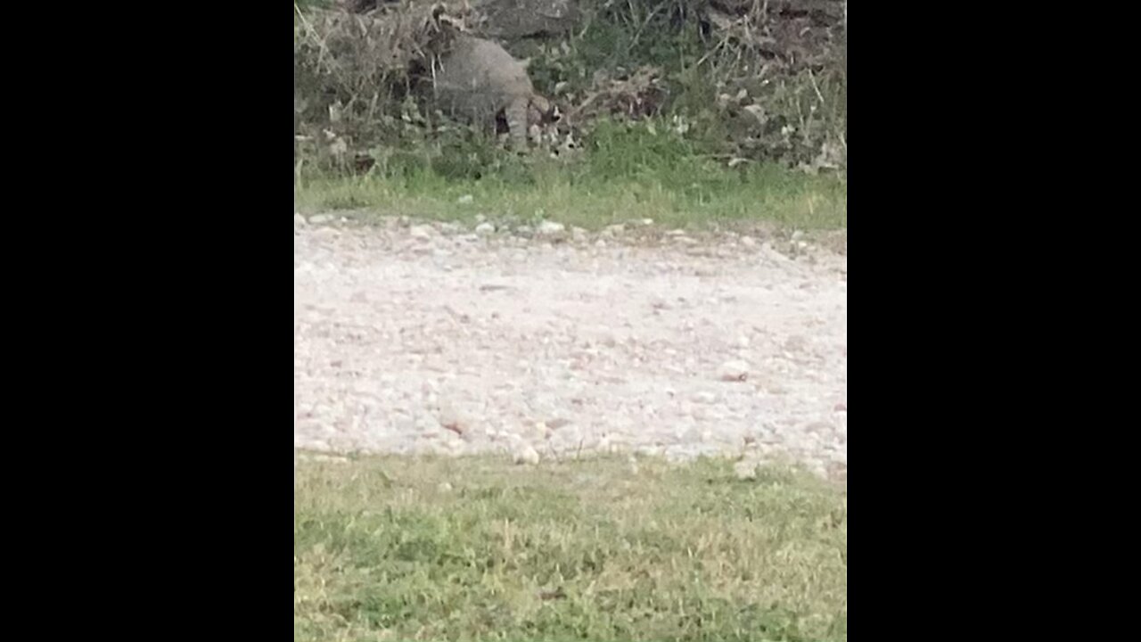 Armadillo finding his food