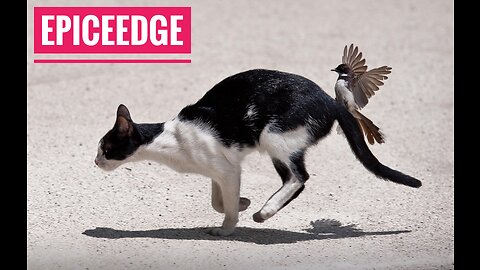 Cat and Bird fighting 🐦💥🐈