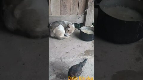 mother dog is sleeping