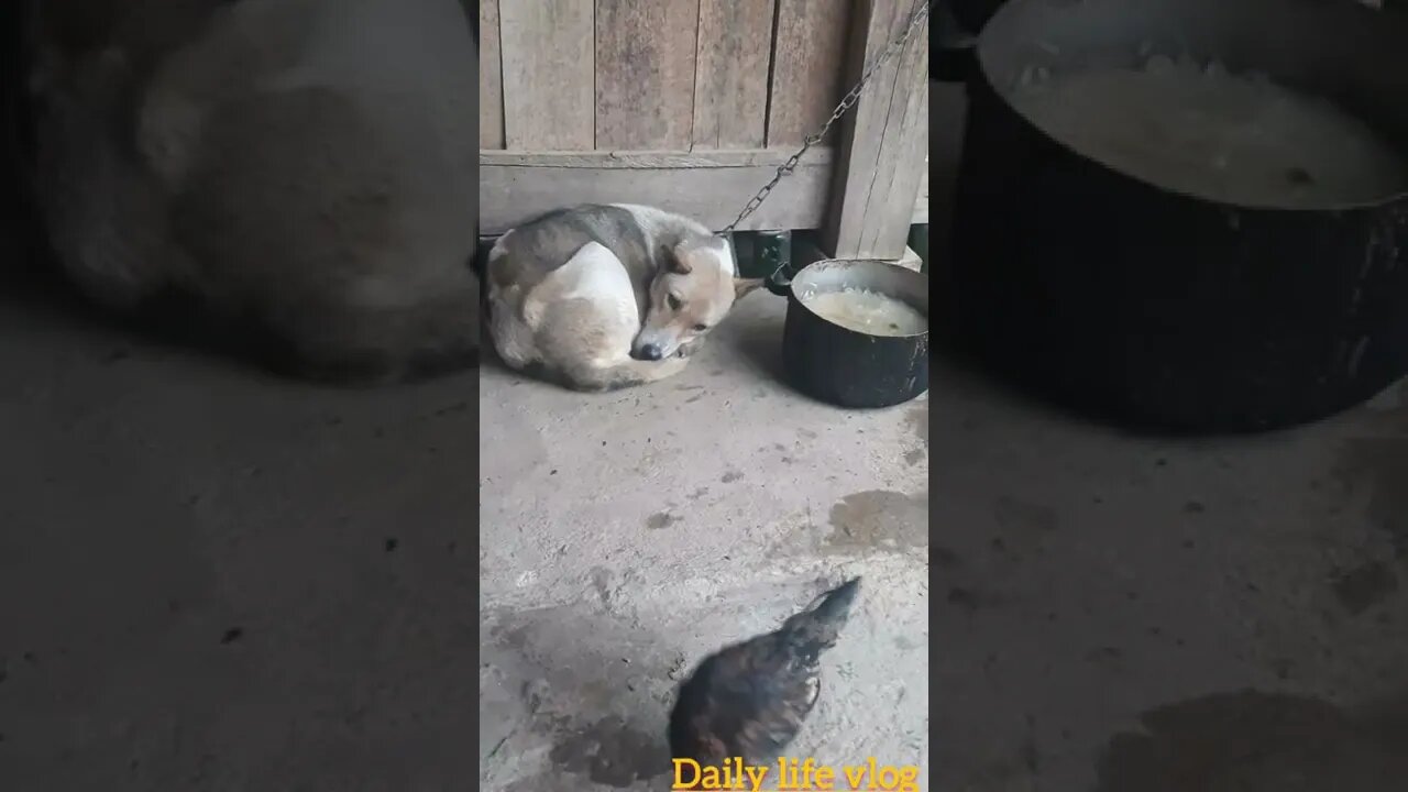 mother dog is sleeping
