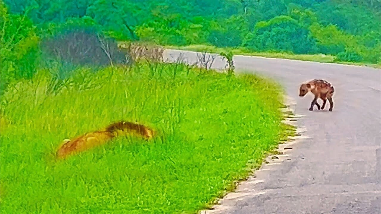 Hyena Cub Walks Right into Huge Male Lion