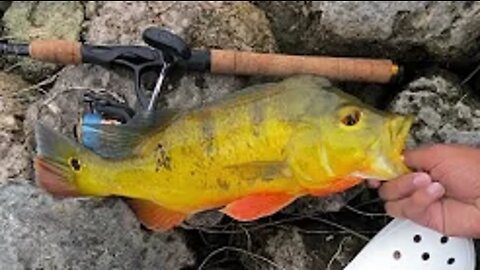 CRAZY Peacock Bass Fishing in Miami