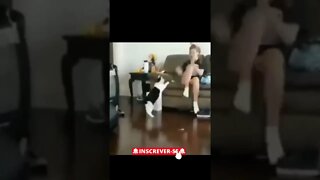 Street Fighter Cat UFC #shorts