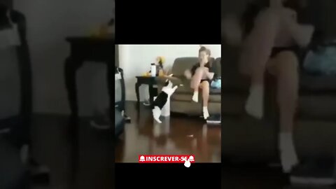 Street Fighter Cat UFC #shorts