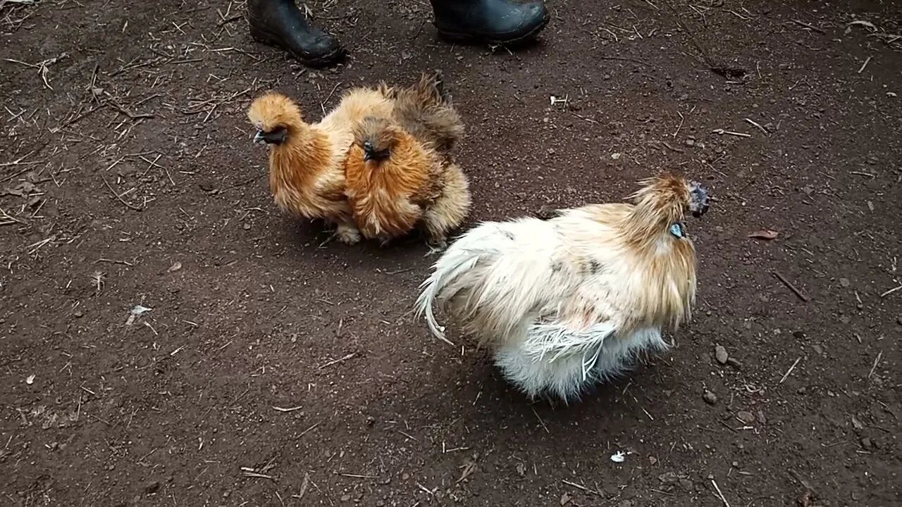 Buff Pyle Silkie Rooster and Buff Silkie Hens 3rd September 2021