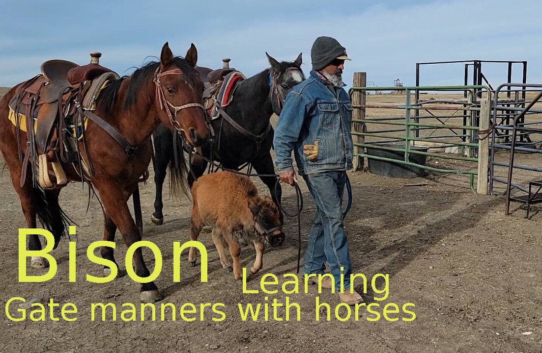 Bison learning gate manners with horses