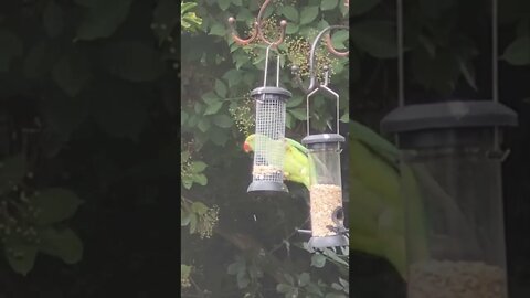 wild parakeet in my back garden #london