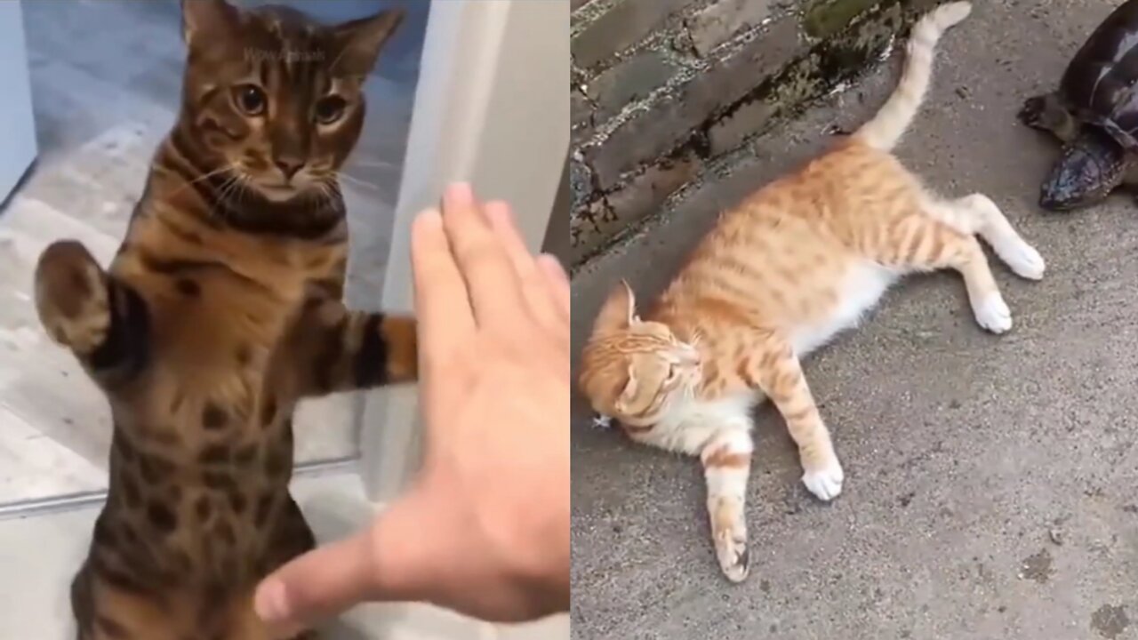 Best and funny cats and dogs scared of their owners