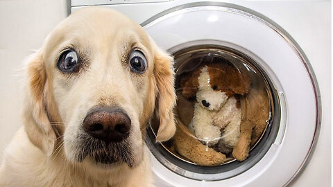 Funny Animal Videos 🐶😹 - Funniest Animal - Try Not to Laugh #4