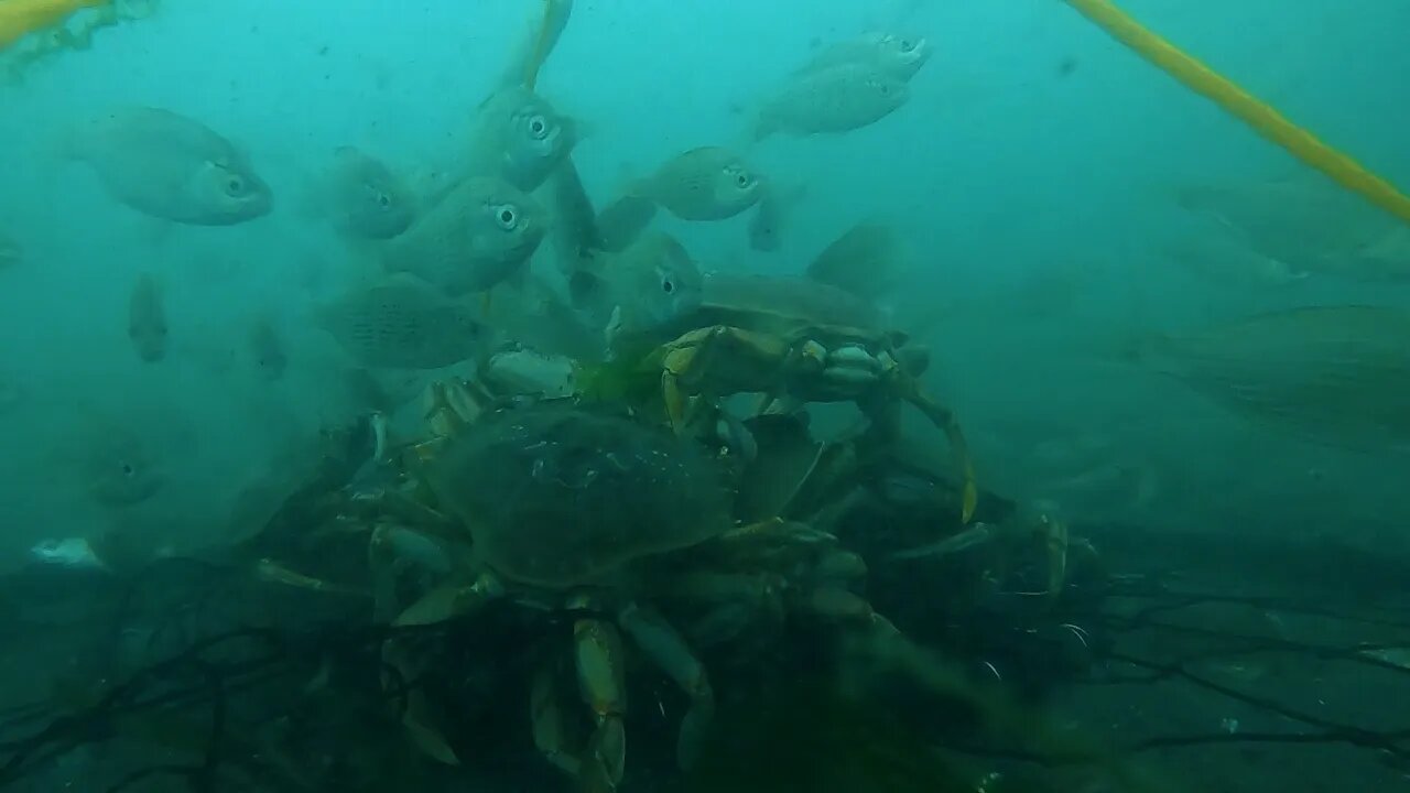Oregon Crabbing / Underwater GoPro footage!