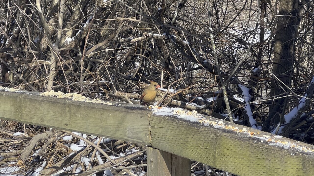 Cardinals and Red-Tailed squirrel