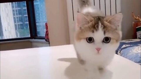 Omg So Cute Cat Funny Moments