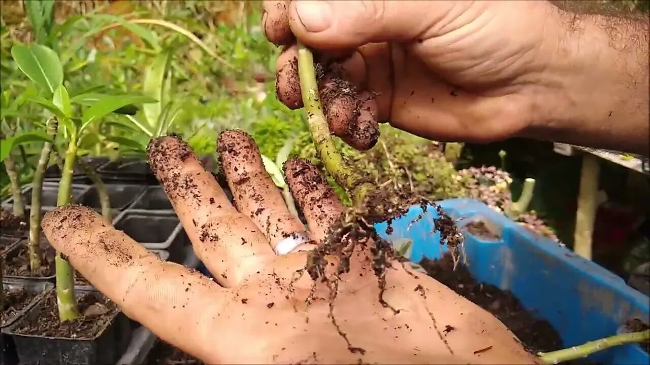 como fazer mudas de galhos de rosa do deserto