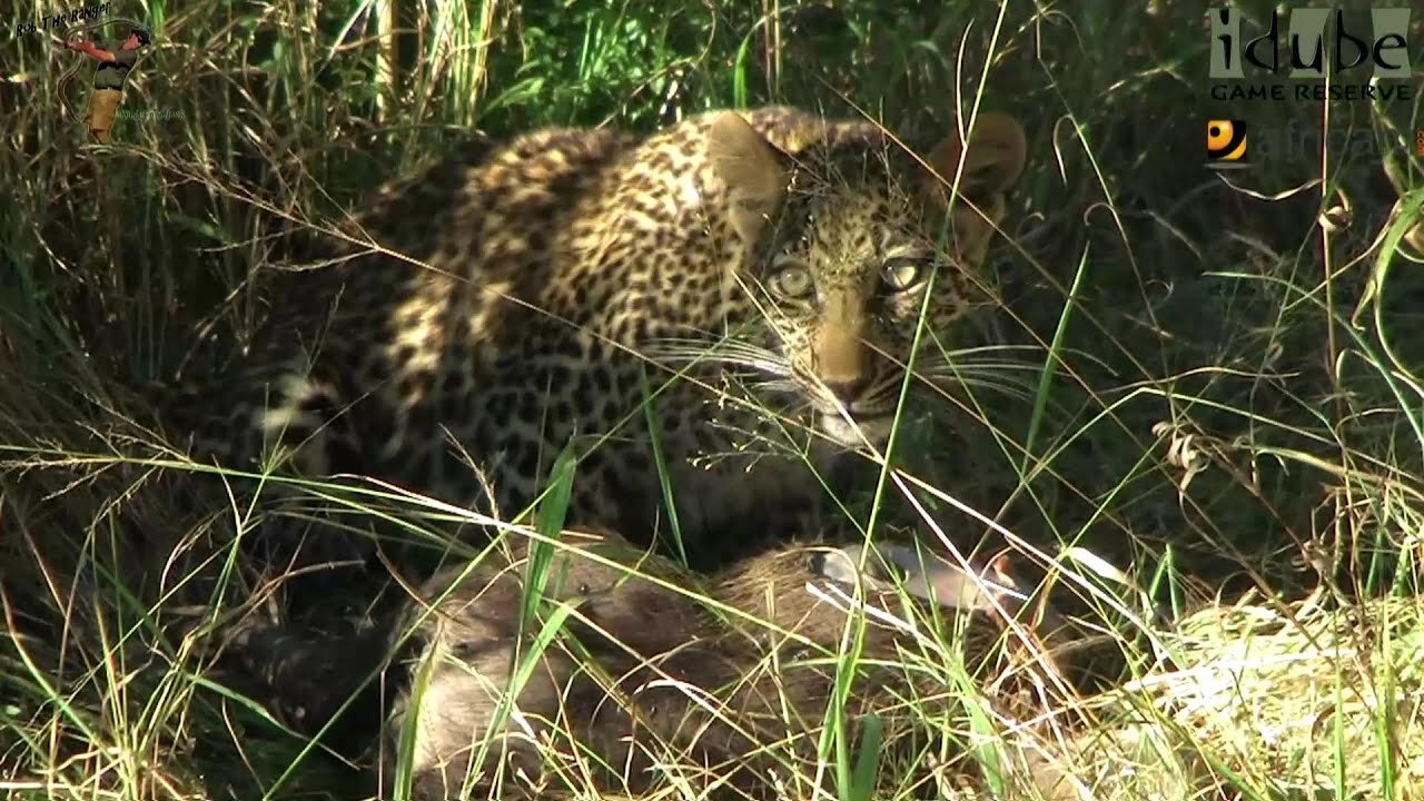 Leopard And Cub - Life Outside The Bushcamp - 22: With A Warthog