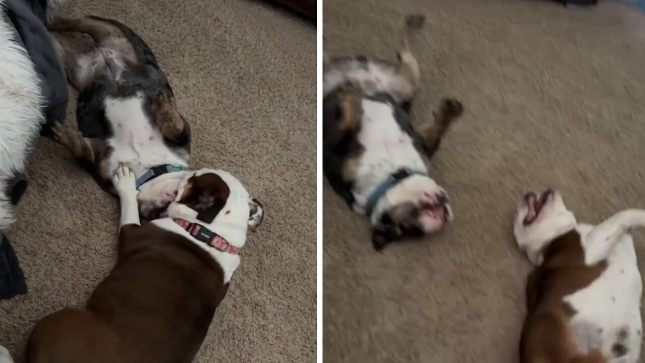 Funny dog fights 🤣🤣