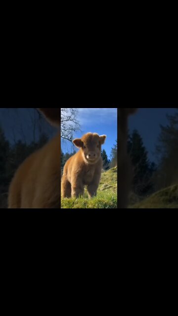 POEMA DO CUME🤣🤣🤣