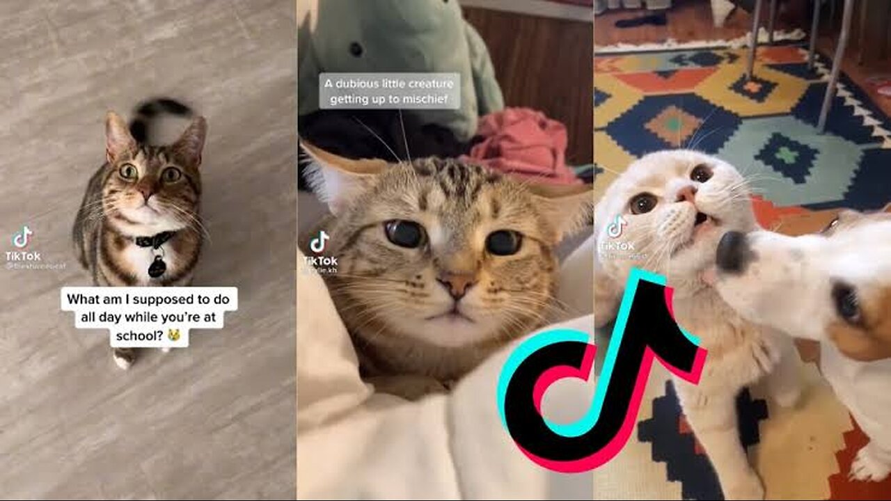 Funny cat compilation 😂